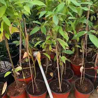 نبتة ورق غار - صورة 1